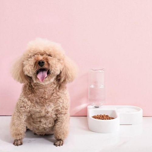 Mangeoire automatique 2 en 1 pour chien et chat